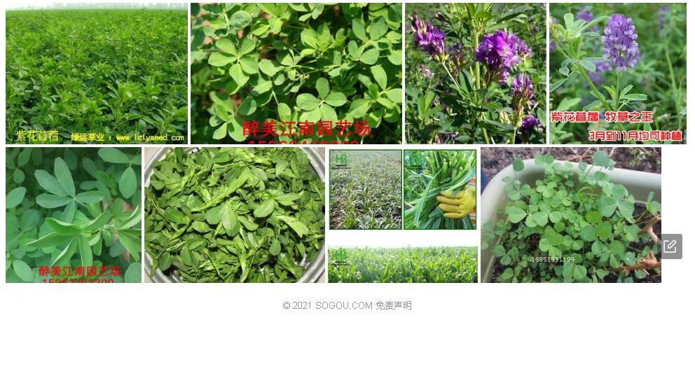 大叶假苜蓿照片和图片/