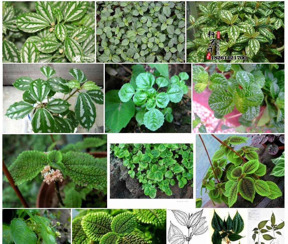 大叶冷水花照片和图片/