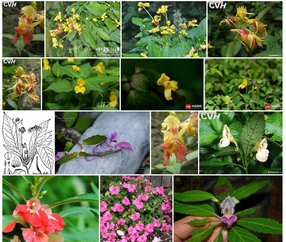 大叶凤仙花照片和图片/
