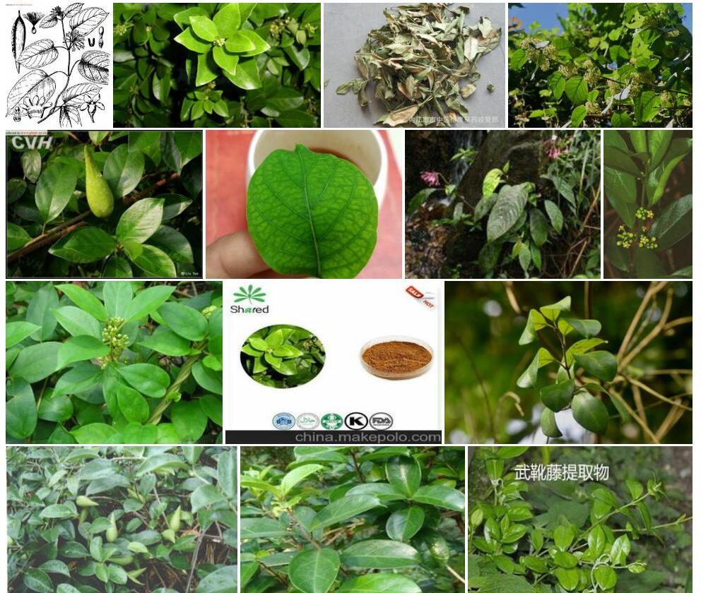 大叶匙羹藤照片和图片/