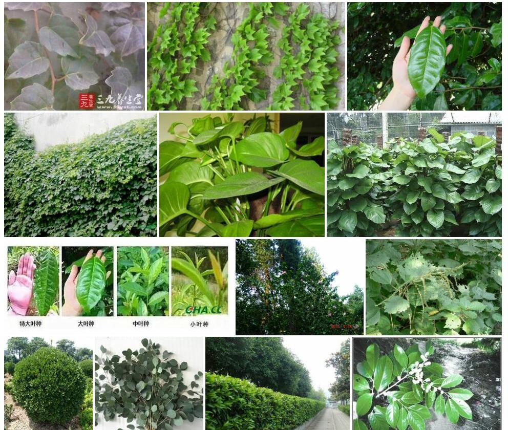 大叶南苏照片和图片/