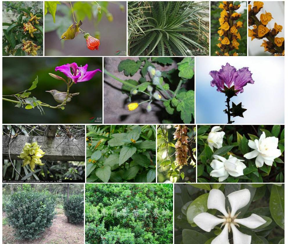 大叶小雀花照片和图片/