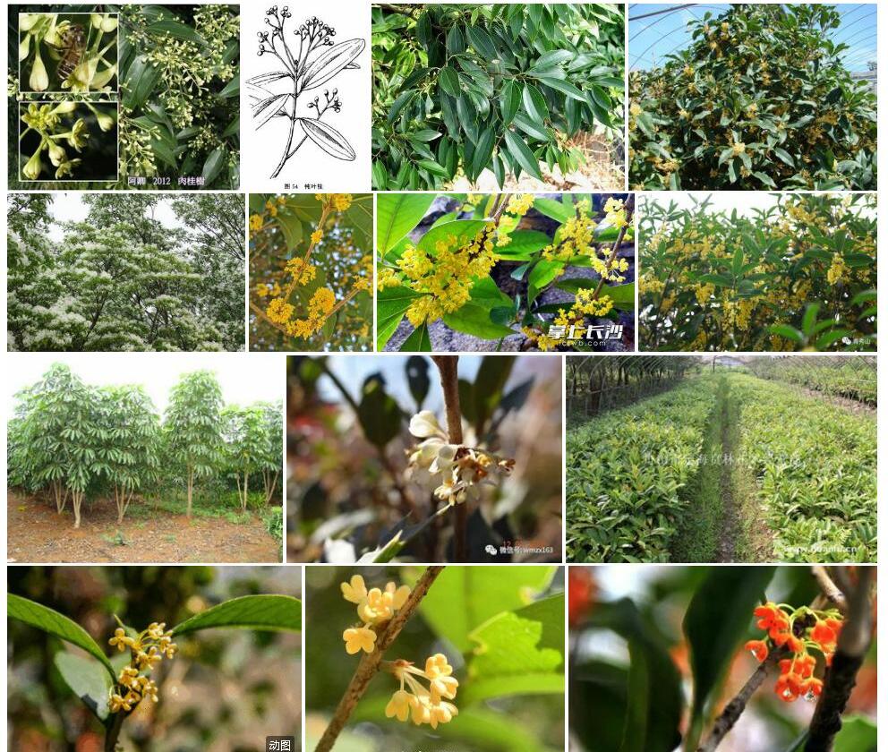 大叶山桂花照片和图片/