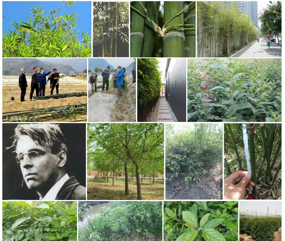 大叶慈照片和图片/