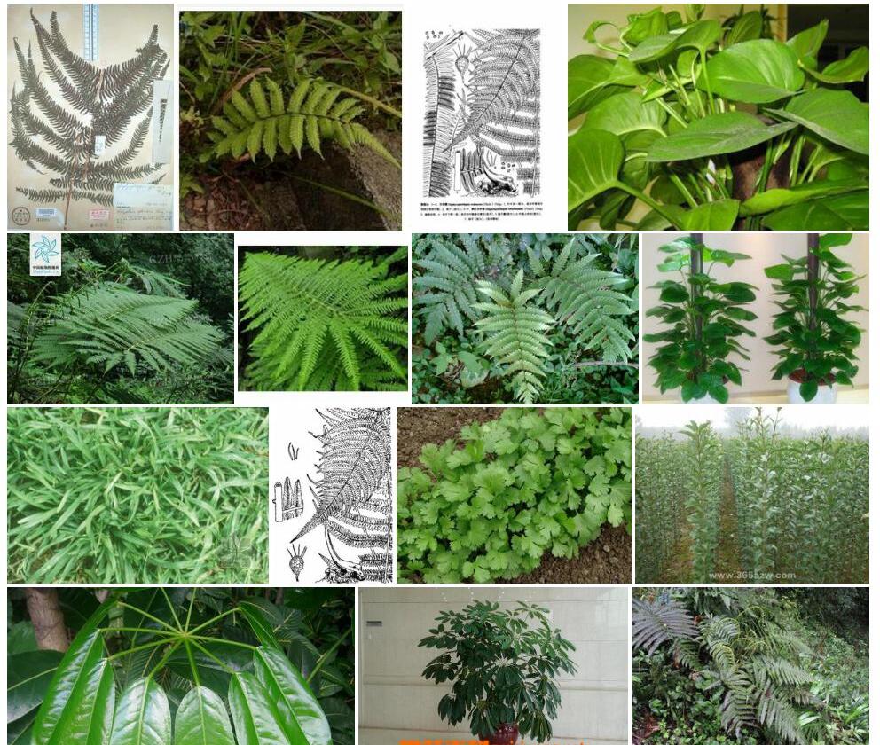 大叶方秆蕨照片和图片/