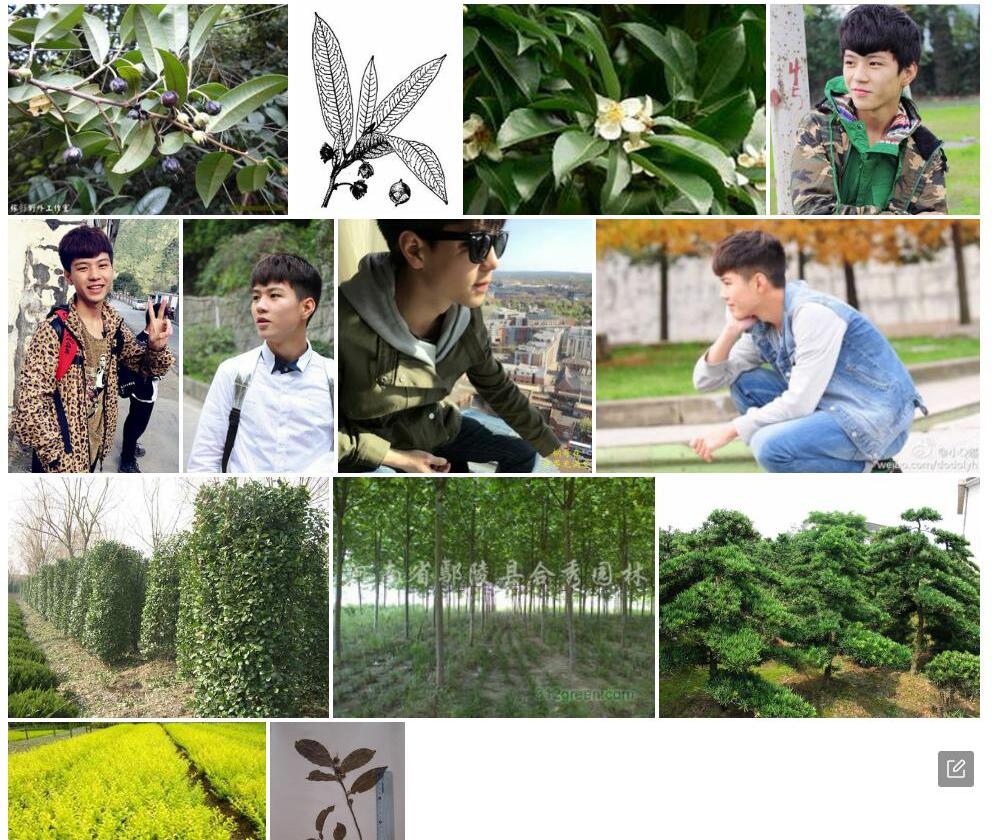大叶杨桐照片和图片/