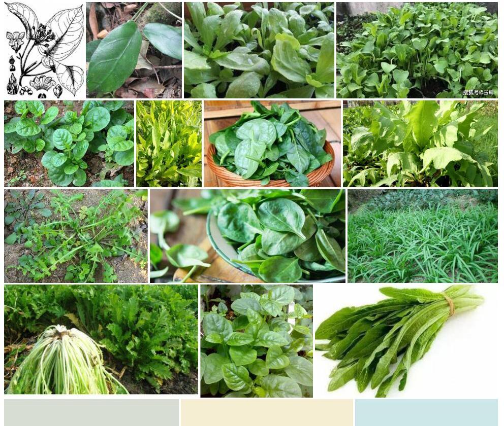 大叶牛奶菜照片和图片/