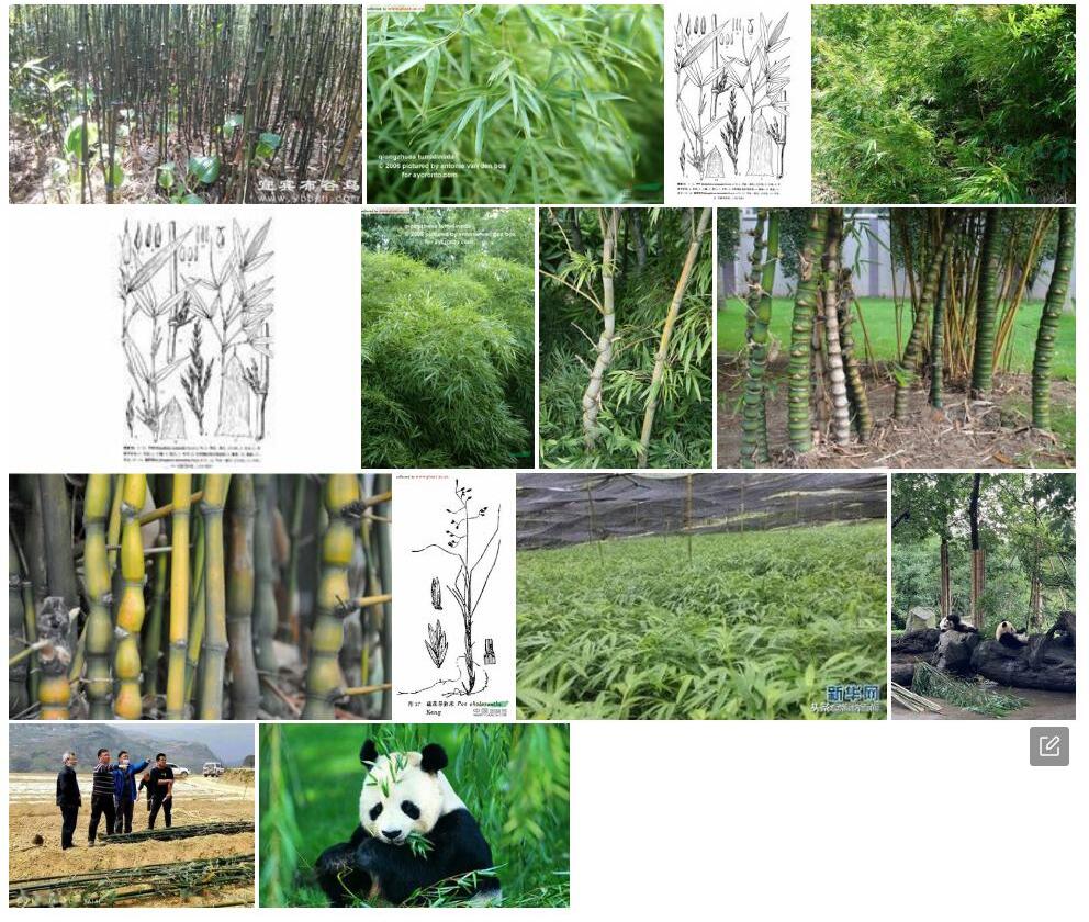 大叶筇竹照片和图片/