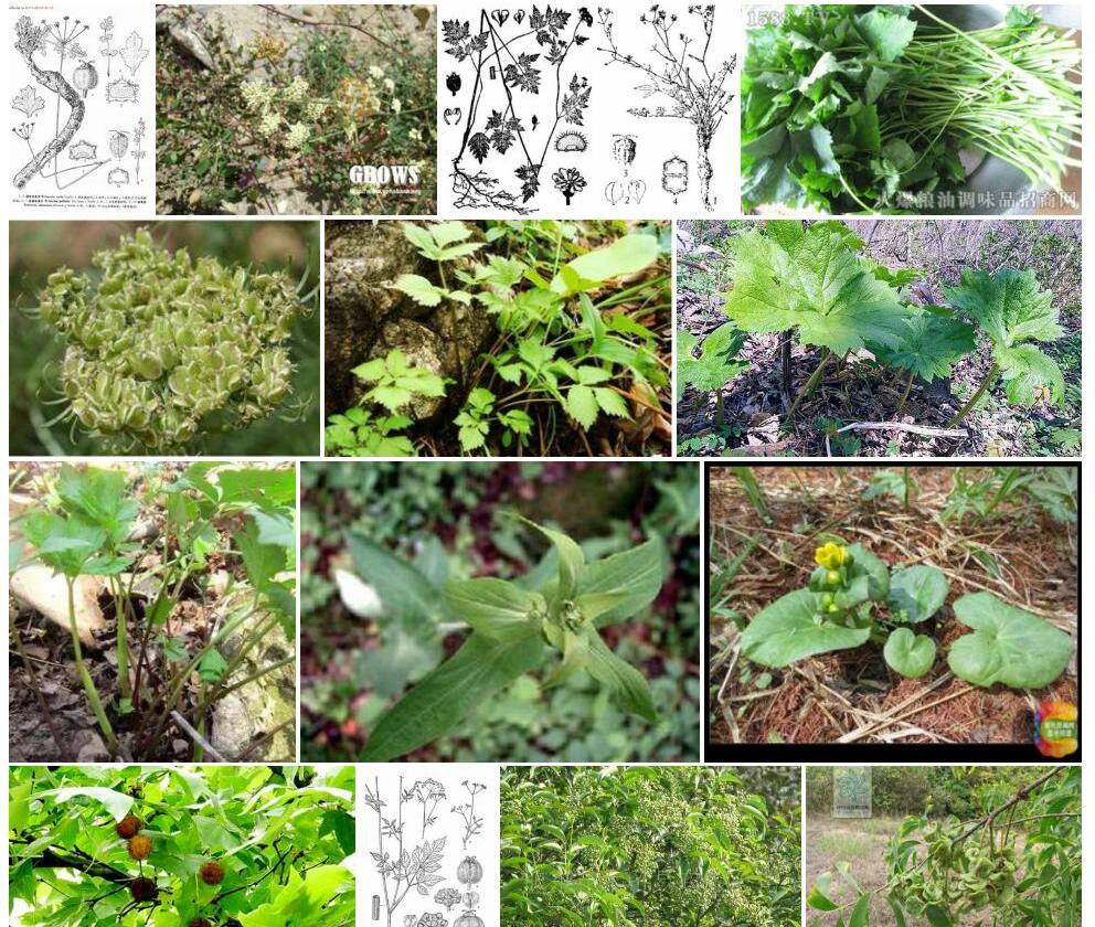 大叶绒果芹照片和图片/