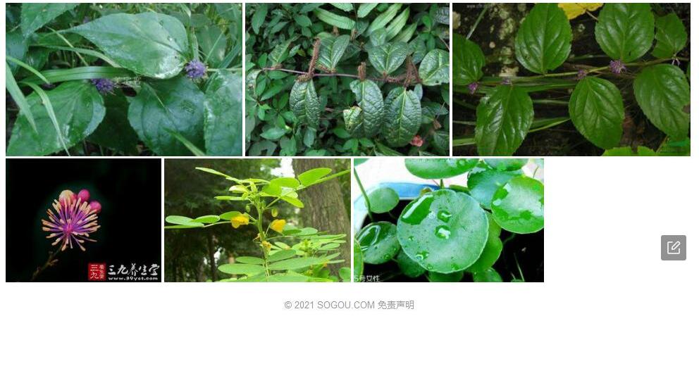 大叶腹水草照片和图片/