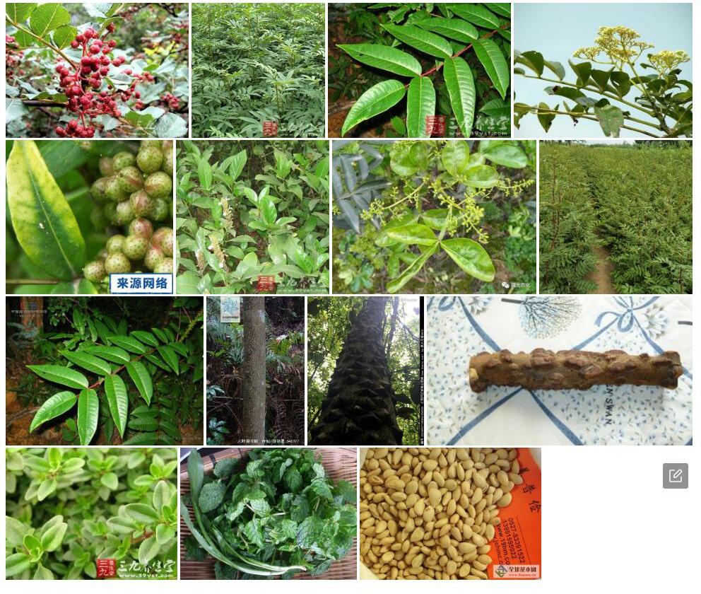 大叶臭花椒照片和图片/