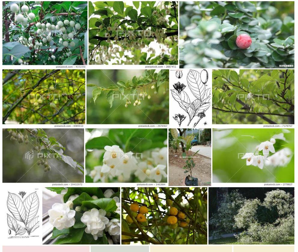 大叶茉莉果照片和图片/