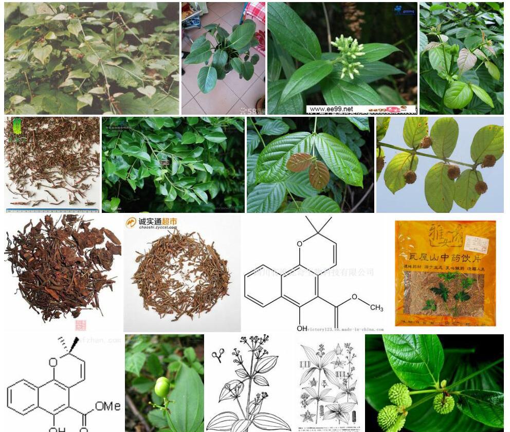 大叶茜草照片和图片/