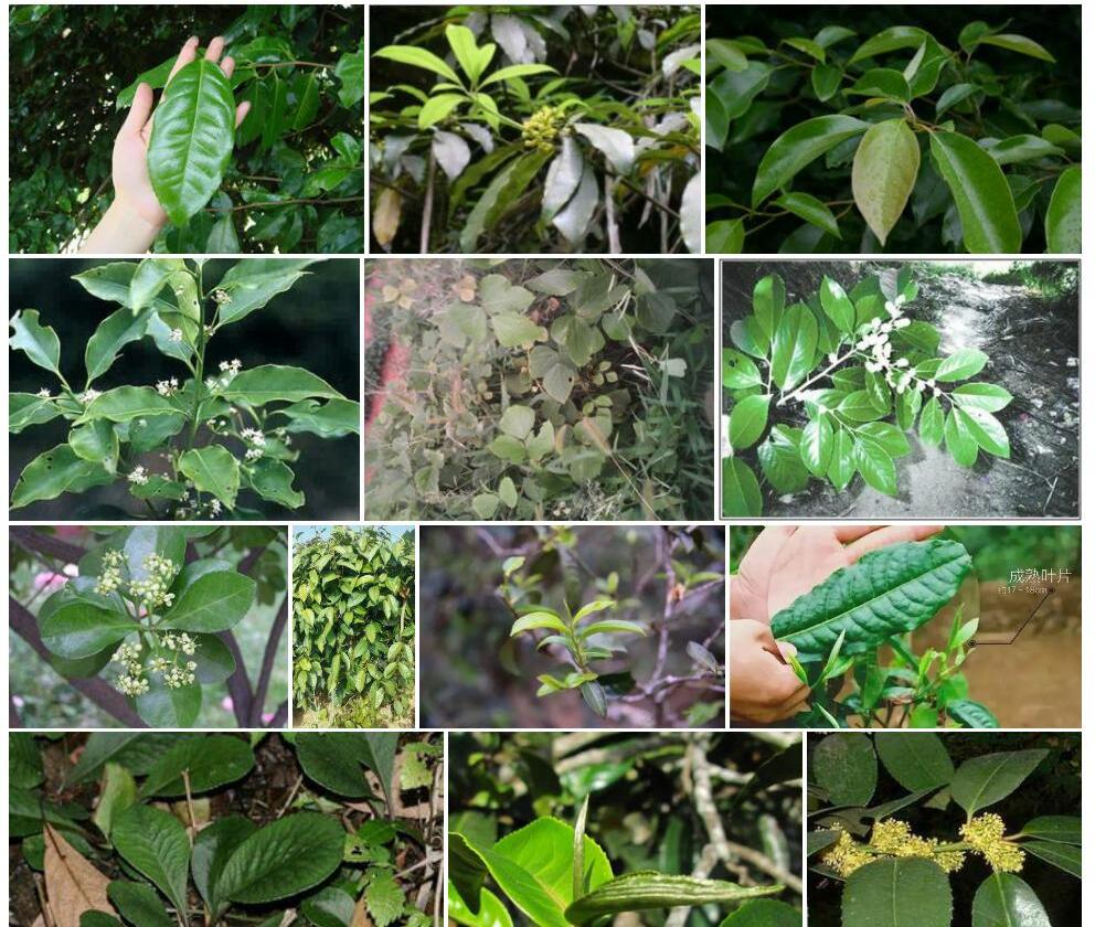 大叶荛花照片和图片/