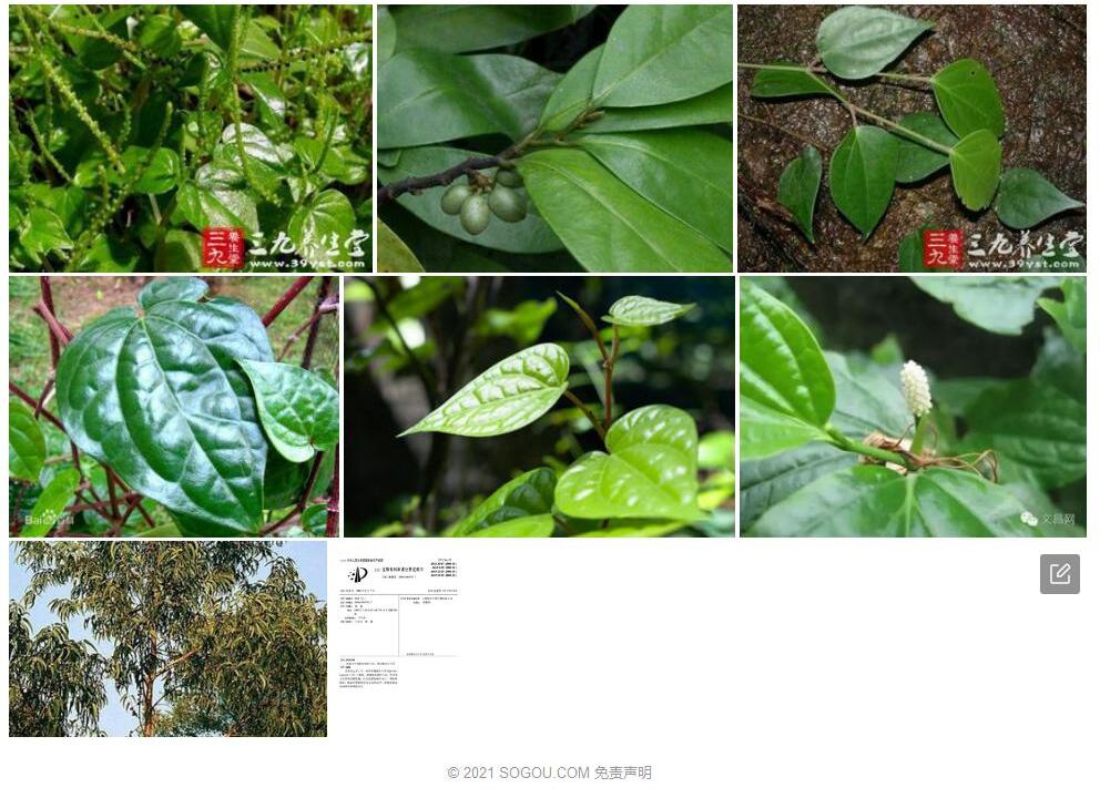 大叶蒟照片和图片/