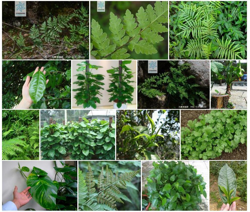 大叶薄鳞蕨照片和图片/