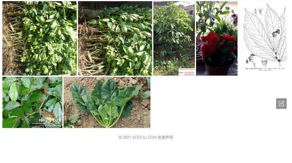 大叶赤车照片和图片/