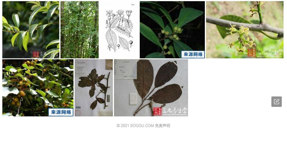 大叶酸藤子照片和图片/
