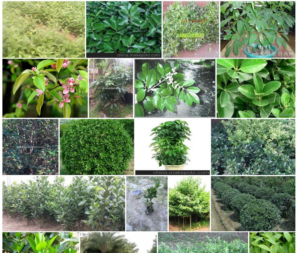 大叶鳞花木照片和图片/