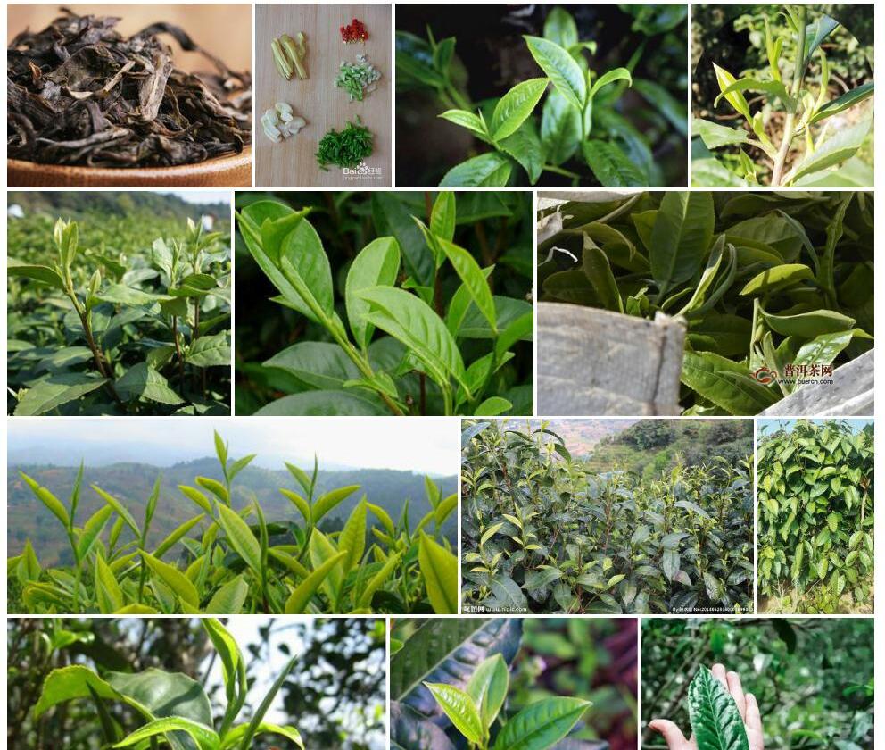 大叶鸡爪茶照片和图片/