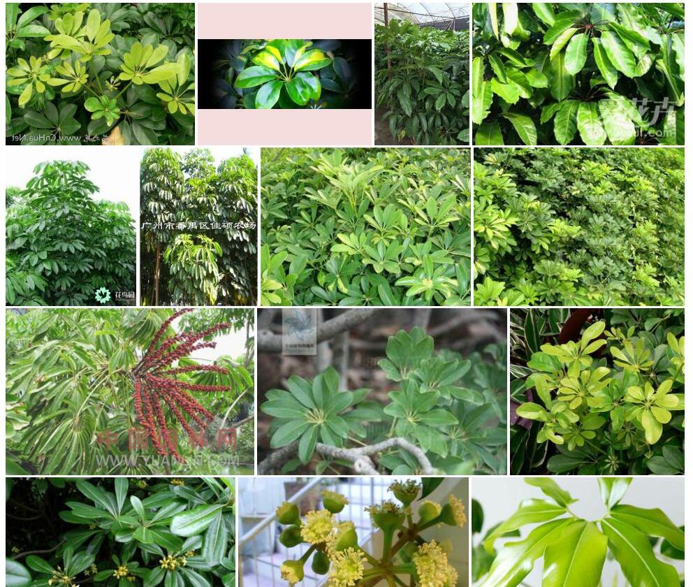 大叶鹅掌柴照片和图片/