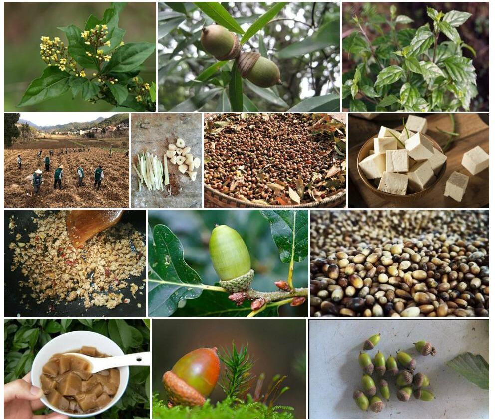 大坪子豆腐柴照片和图片/