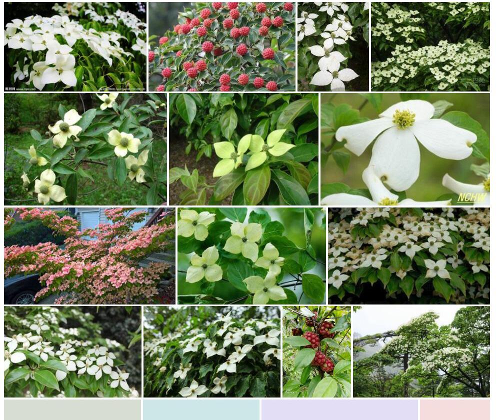 大型四照花照片和图片/