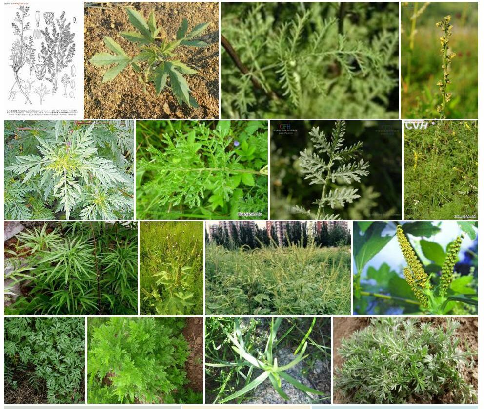 大头三裂叶绢蒿照片和图片/
