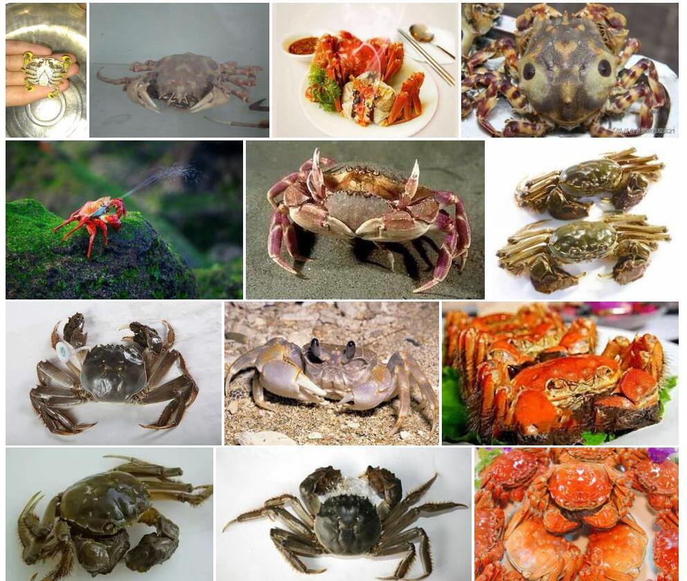 大头华蟹甲照片和图片/