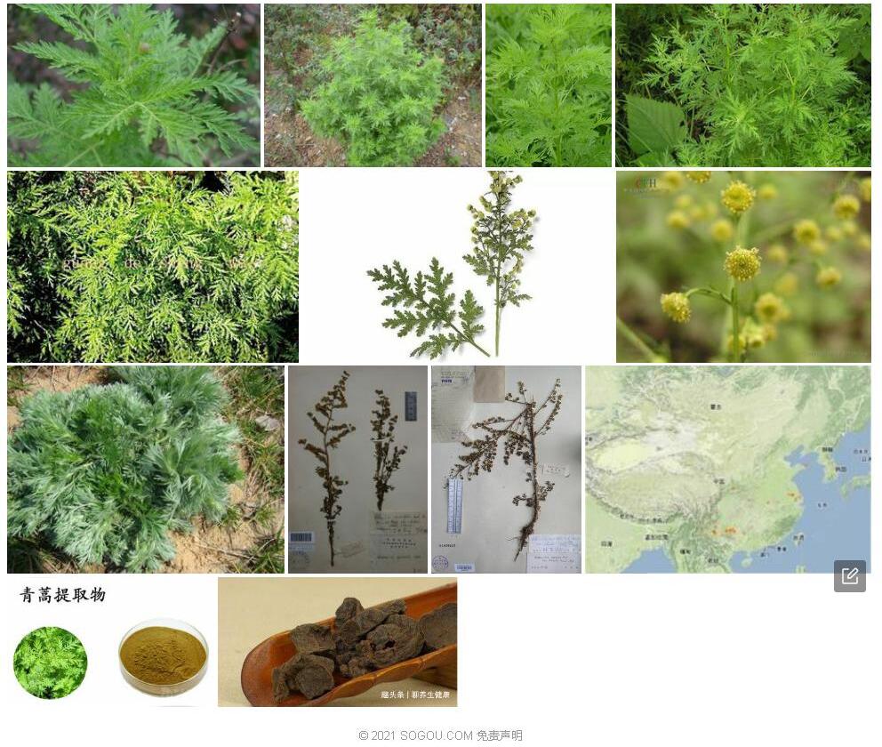 大头青蒿照片和图片/