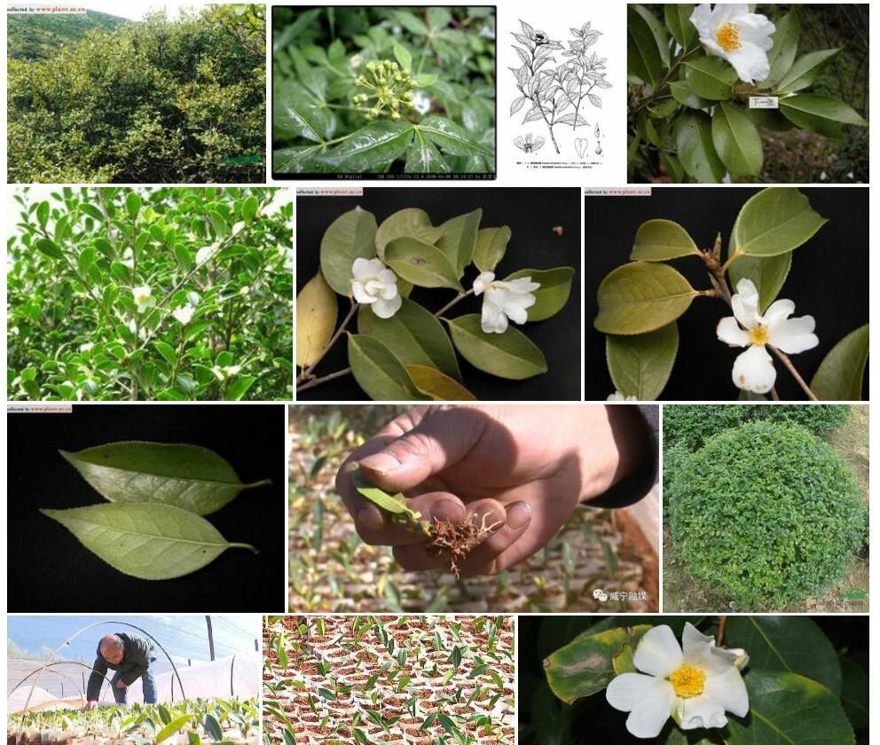 大姚短柱茶照片和图片/