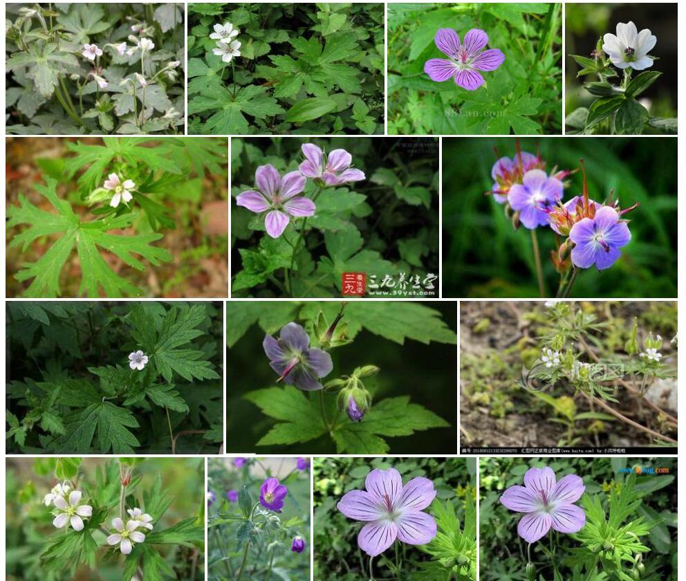 大姚老鹳草照片和图片/