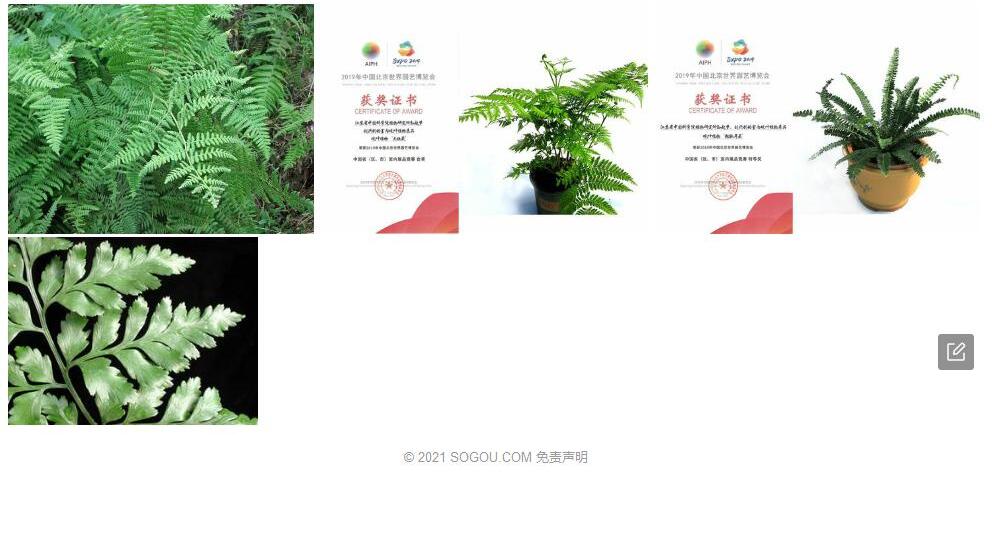 大姬蕨照片和图片/