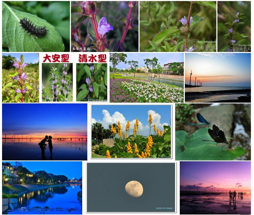 大安水蓑衣照片和图片/