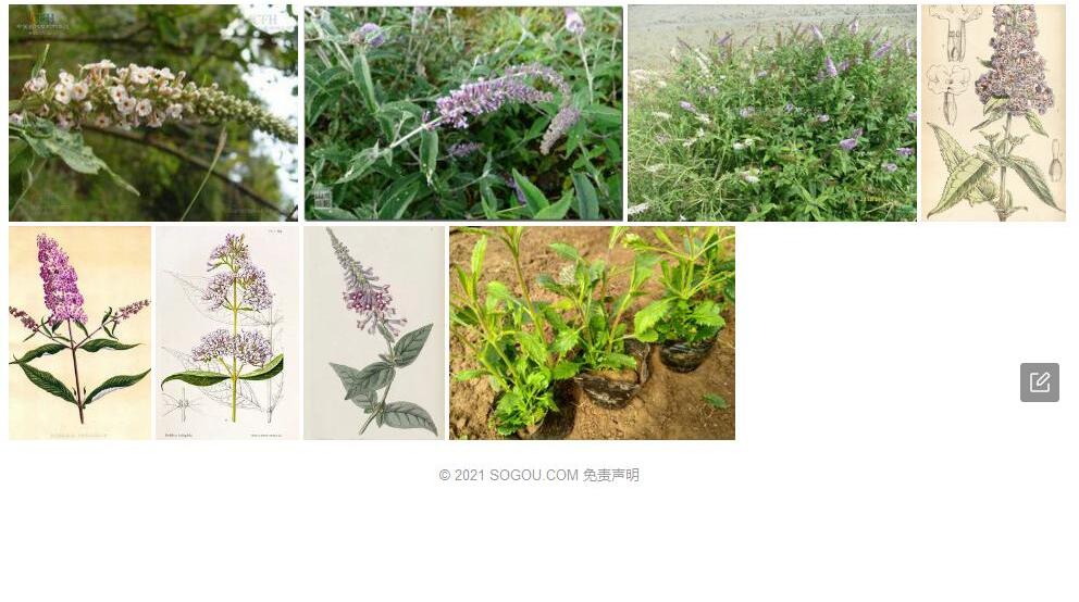 大序醉鱼草照片和图片/