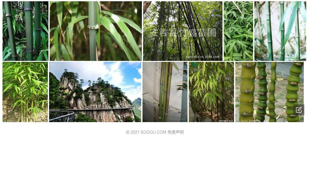 大明山方竹照片和图片/