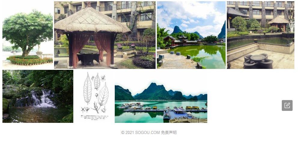 大明山榕照片和图片/