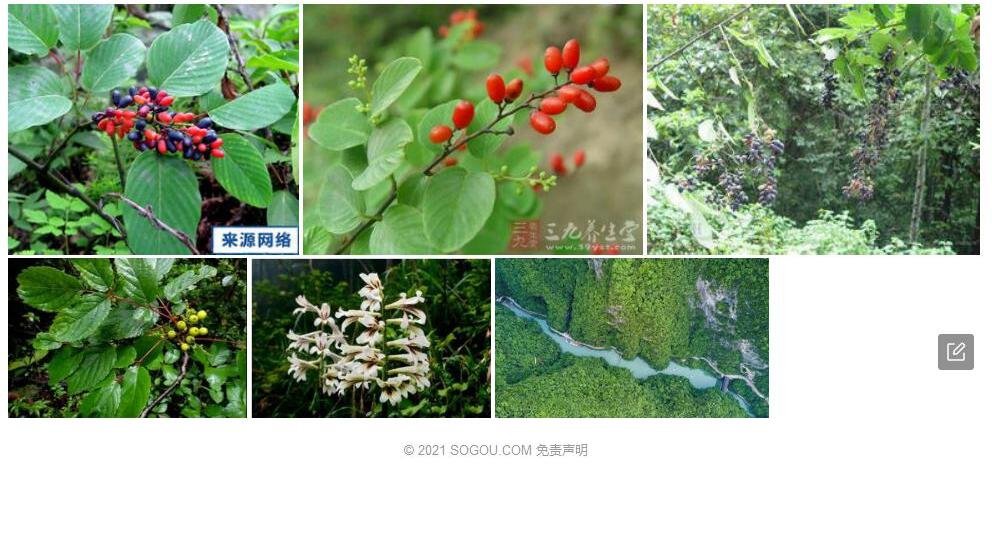 大果勾儿茶照片和图片/