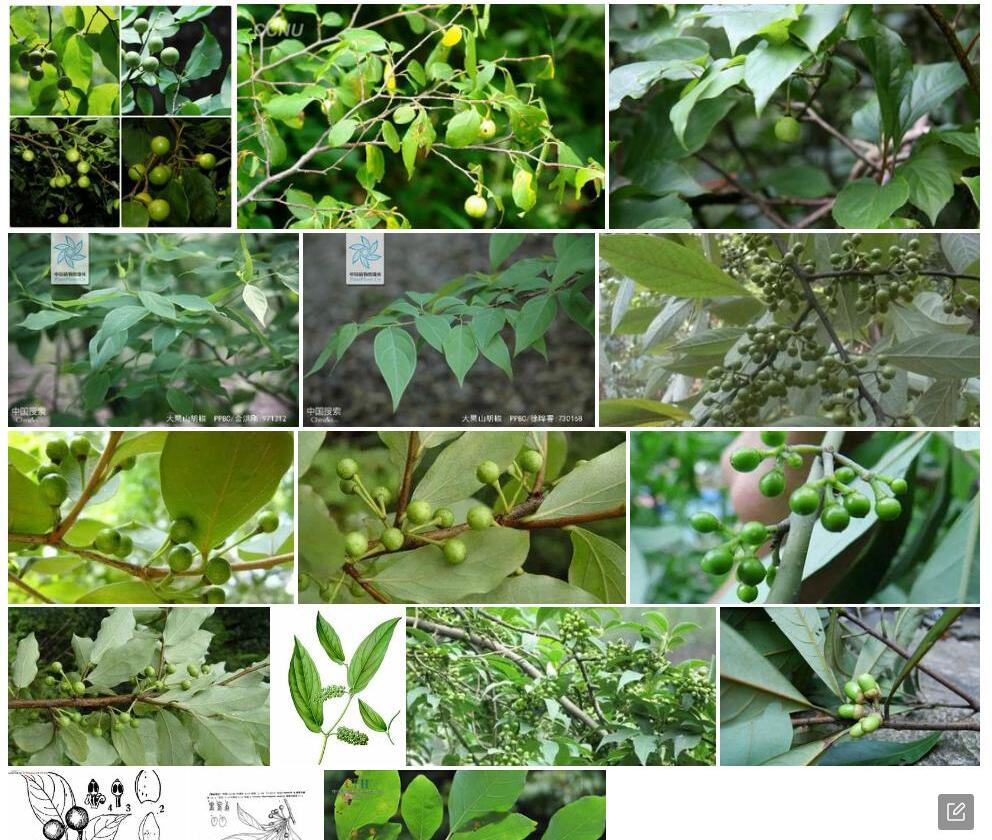 大果山胡椒照片和图片/