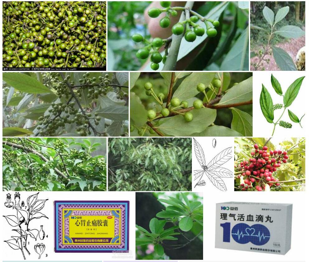大果木姜子照片和图片/