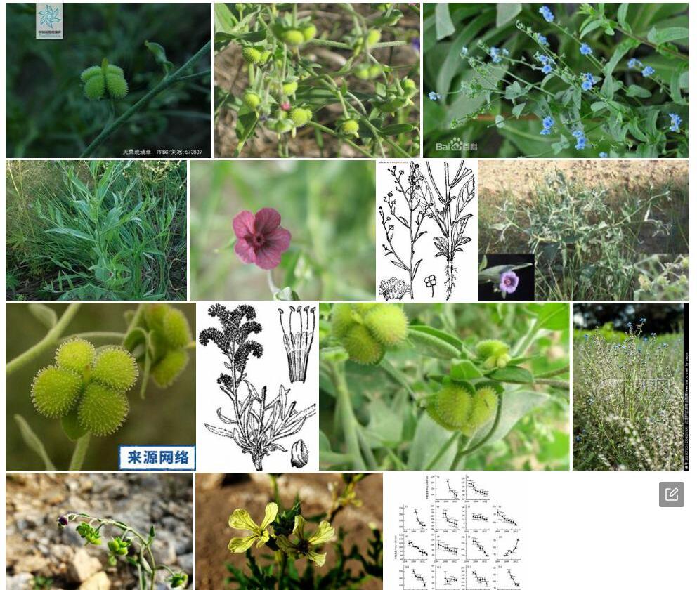 大果琉璃草照片和图片/