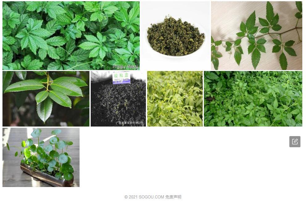 大果绞股蓝照片和图片/