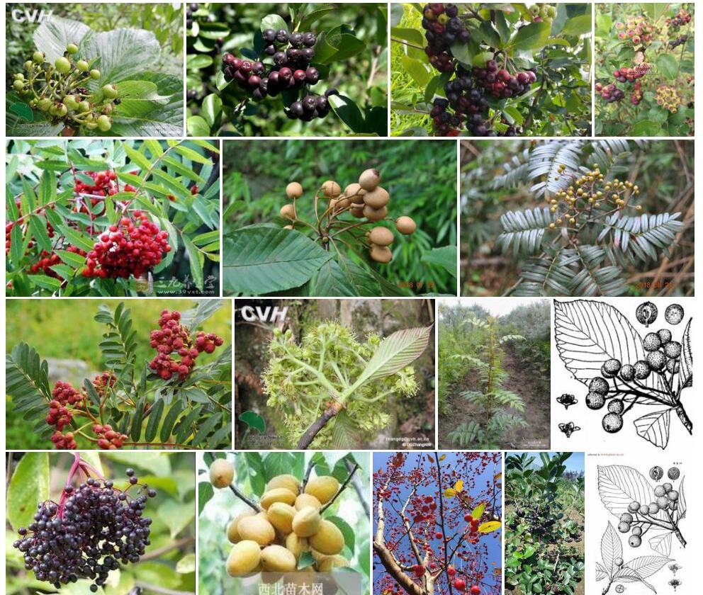 大果花楸照片和图片/