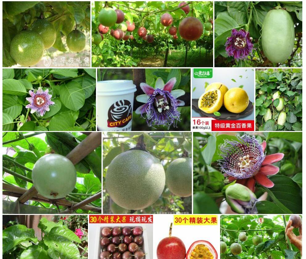 大果西番莲照片和图片/