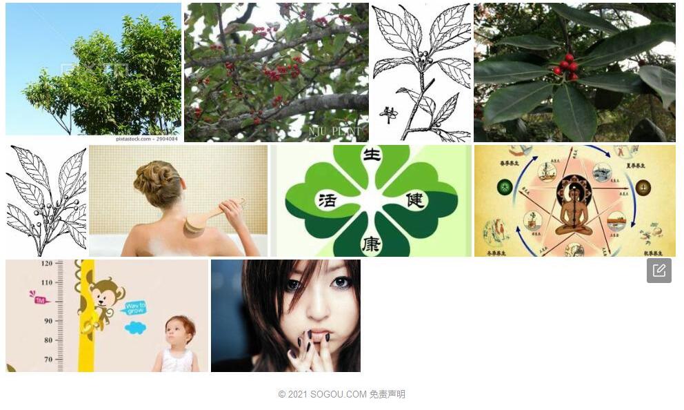 大柄冬青照片和图片/
