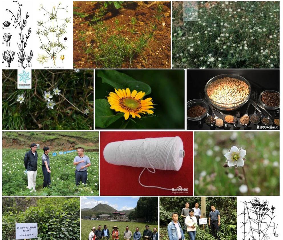 大爪草照片和图片/