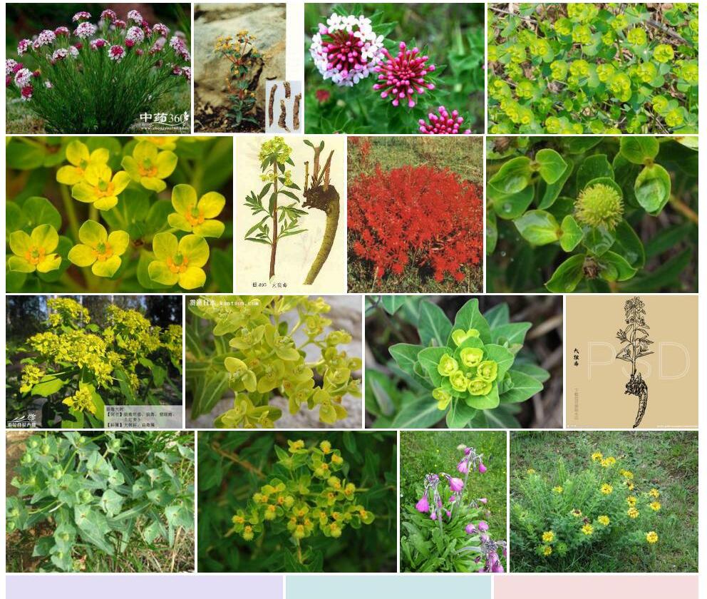 大狼毒照片和图片/