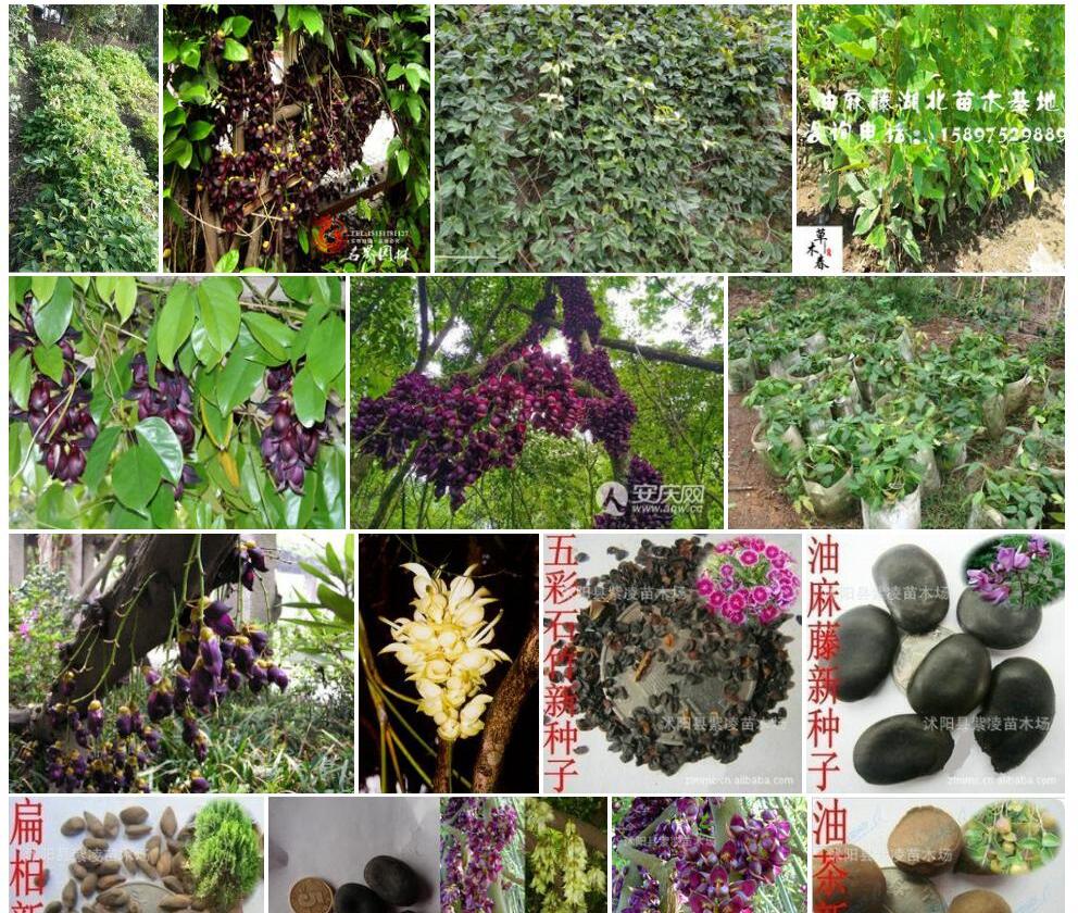 大球油麻藤照片和图片/
