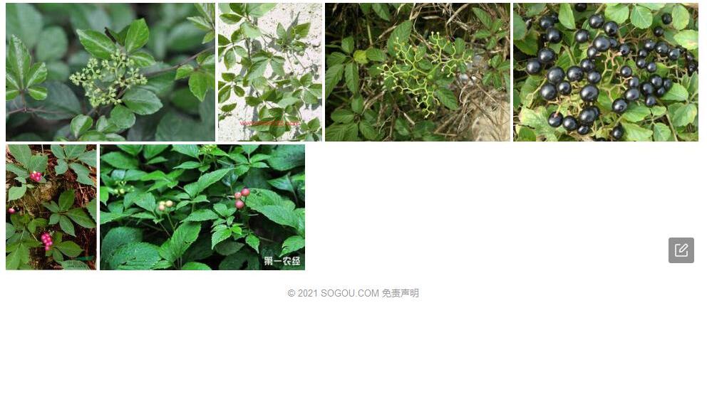 大理乌蔹莓照片和图片/