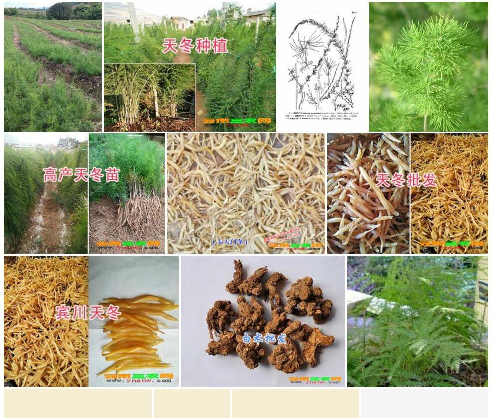 大理天门冬照片和图片/